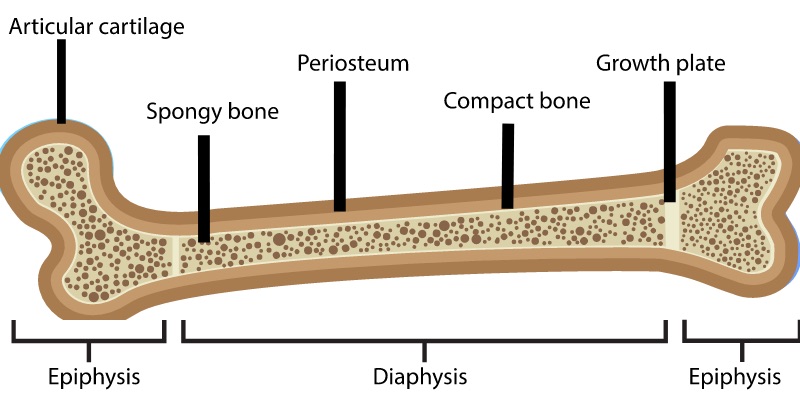 Long Bone Labeled Epiphyseal Plate : Bone - These include ...