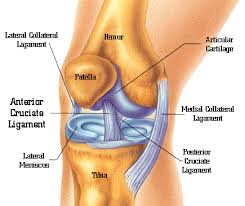 knee-structure